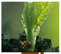 A Silent Hero for Sustainable Agriculture and Human Health 6