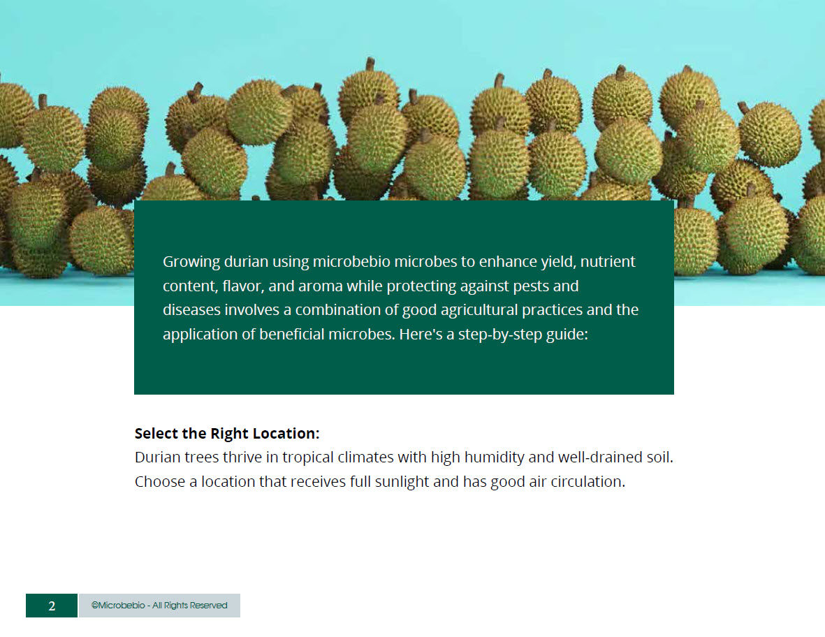 Growing durian using microbebio microbes to enhance yield 1