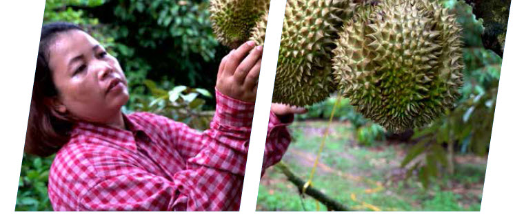 Growing durian using microbebio microbes to enhance yield 2 Growing durian using microbebio microbes to enhance yield 2