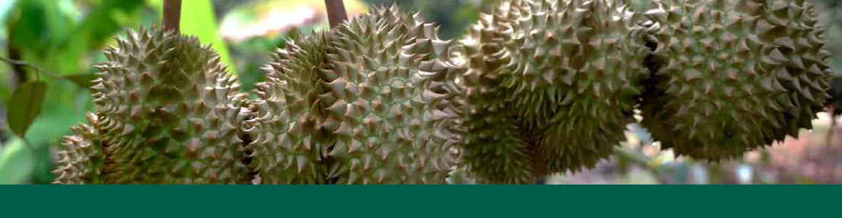 Growing durian using microbebio microbes to enhance yield 3