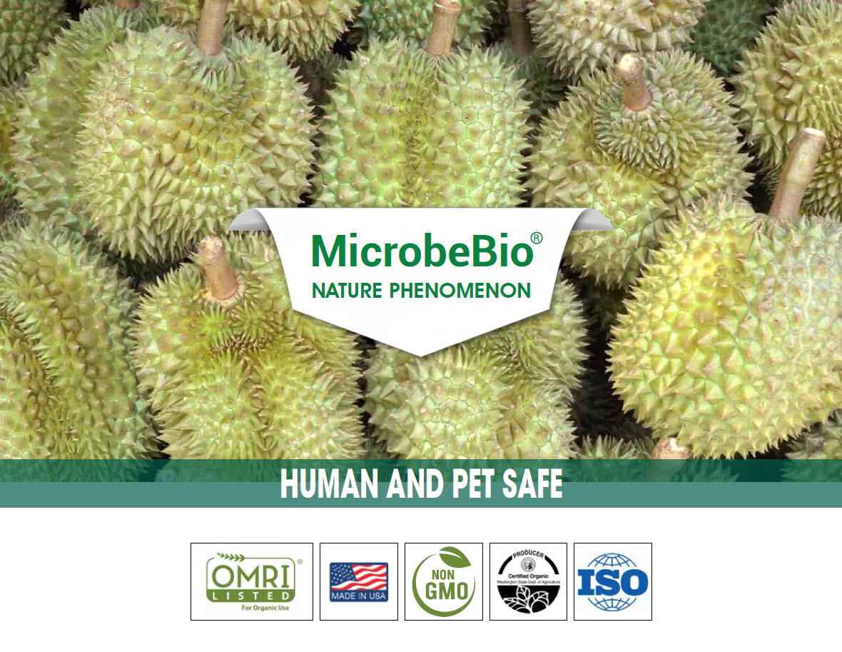 Growing durian using microbebio microbes to enhance yield Growing durian using microbebio microbes to enhance yield