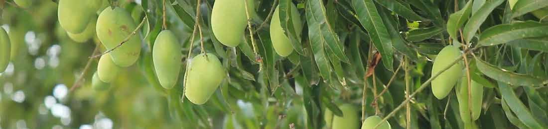 MICROBEBIO - MANGO - ENGLISH - 10 09 23