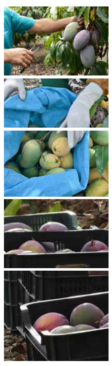 Microbebio Nature Phenom Mango 3