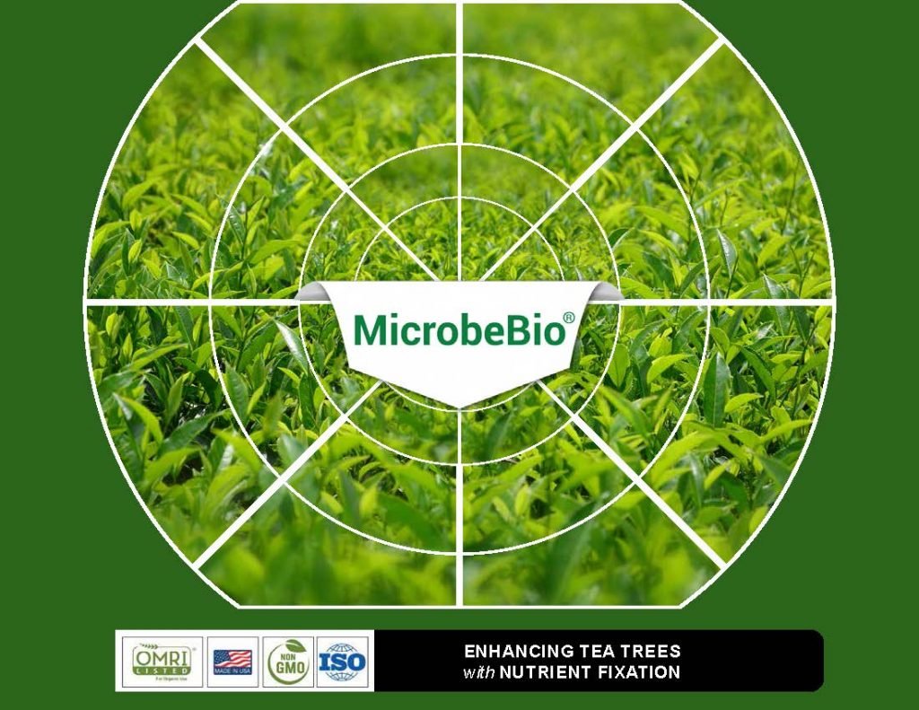 Native Microbe Tea ENHANCING TEA TREES with NUTRIENT FIXATION - Microbial fertilizer ...
