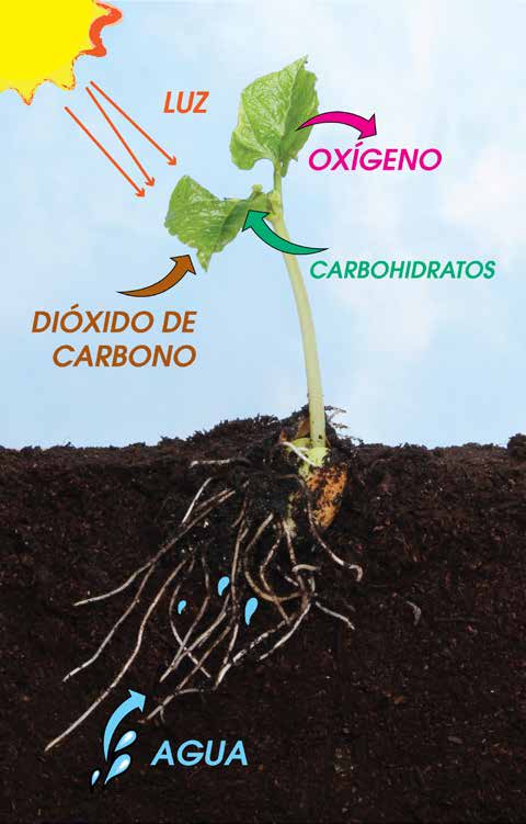 LAS PLANTAS Y CULTIVOS 6 LAS PLANTAS Y CULTIVOS 6