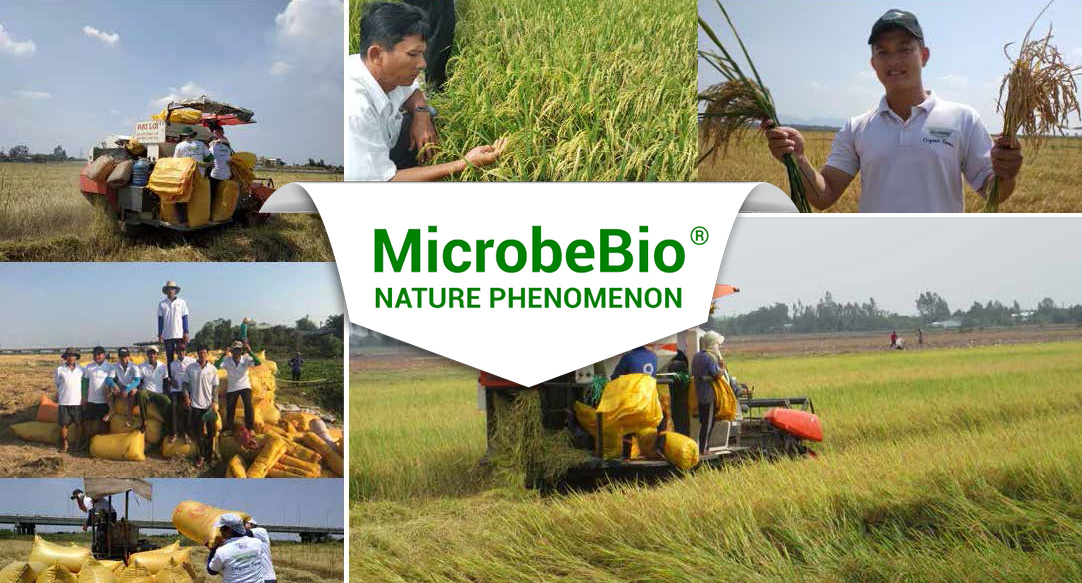 MICROBEBIO-THE-WORLD