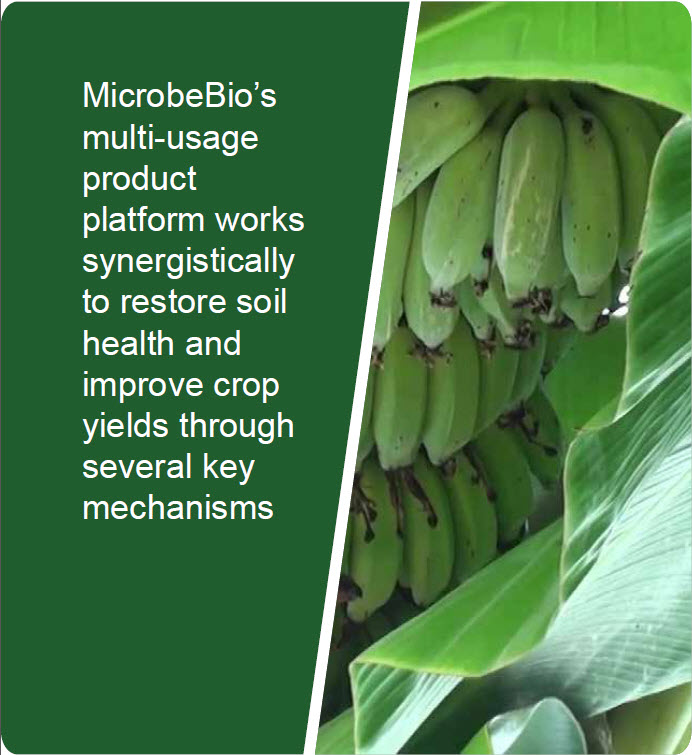 Microbeio Banana 2