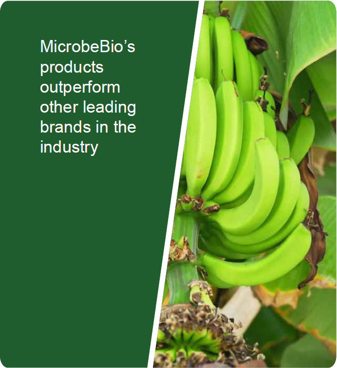 Microbeio Banana 3