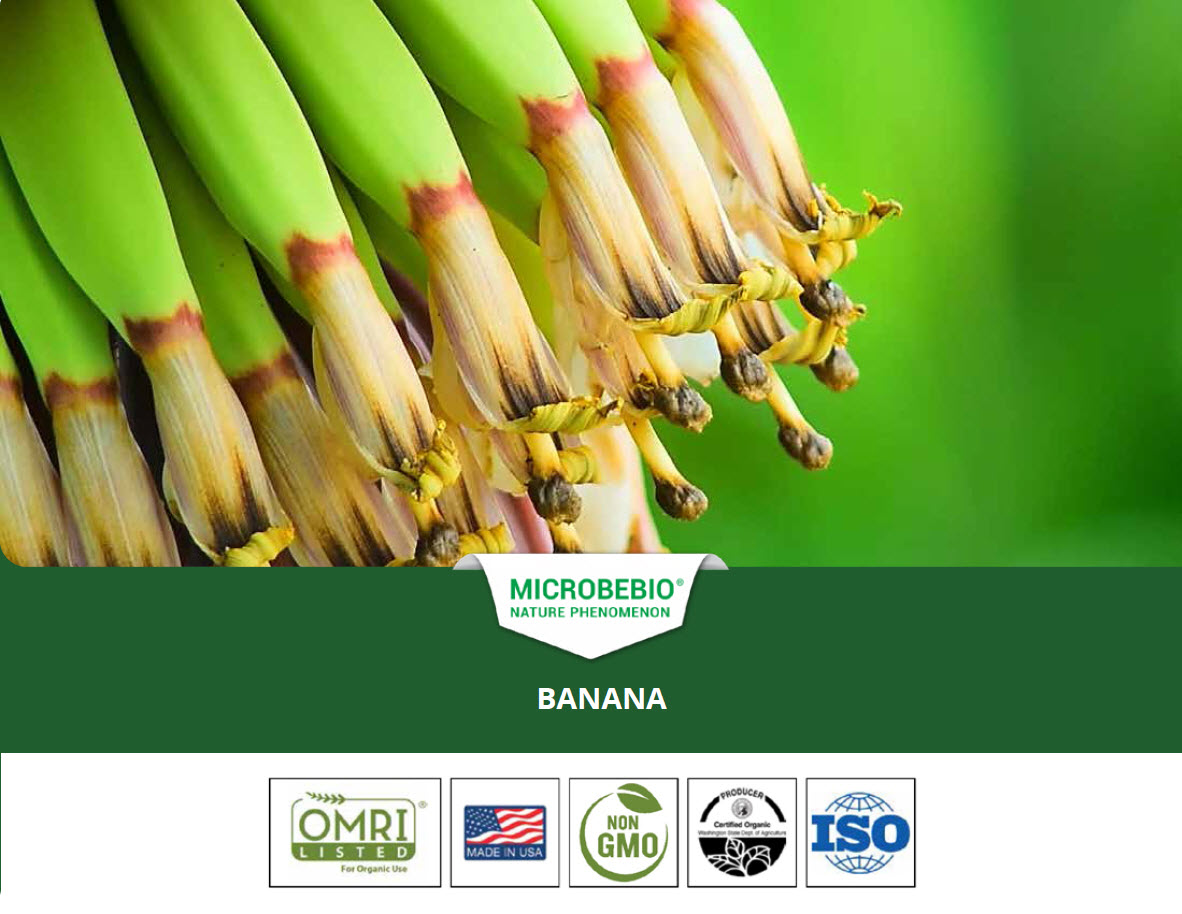 Microbeio Banana