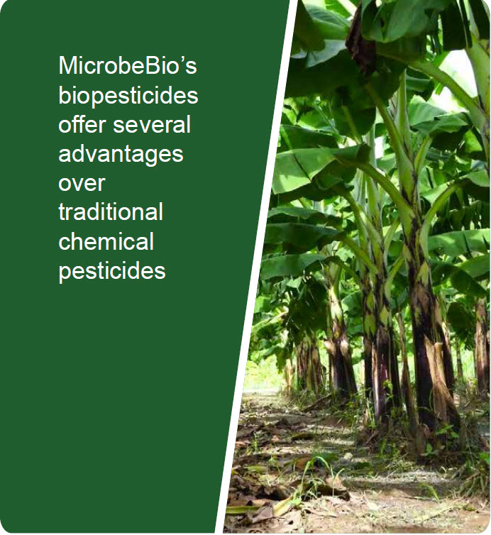Microbeio Banana5