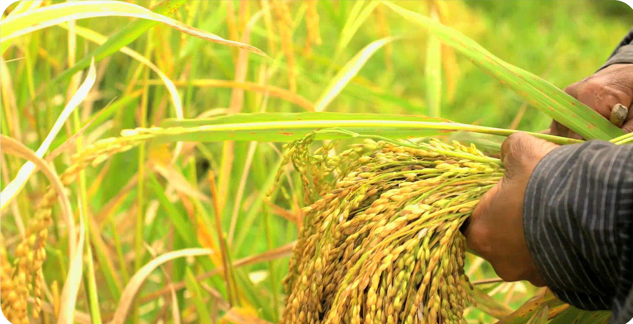 Reducing Water Use in Rice Production - English - 07 18 2418 copy