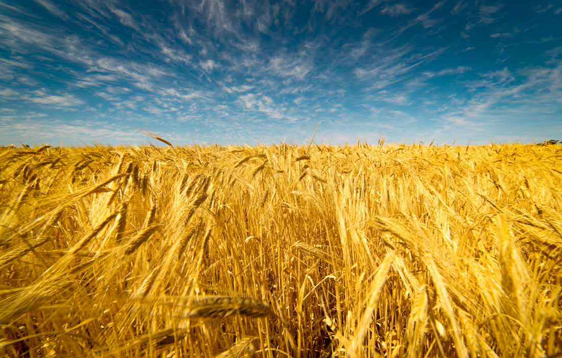 Advancing the Philippine Grain and Rice Industry with 100 Organic Solutions_Page_02
