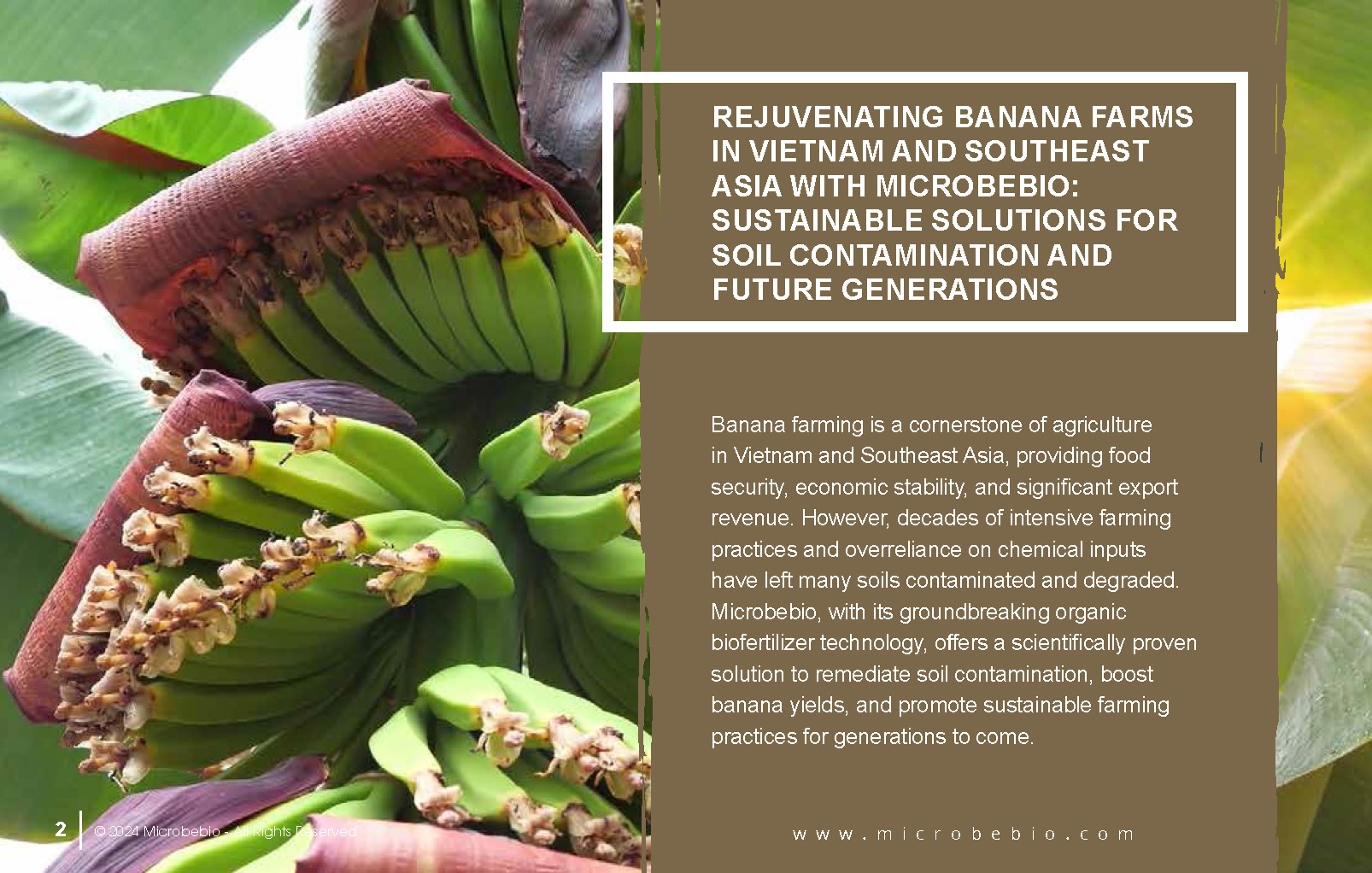 Rejuvenating Banana Farms in Vietnam and Southeast Asia with Microbebio_Page_2