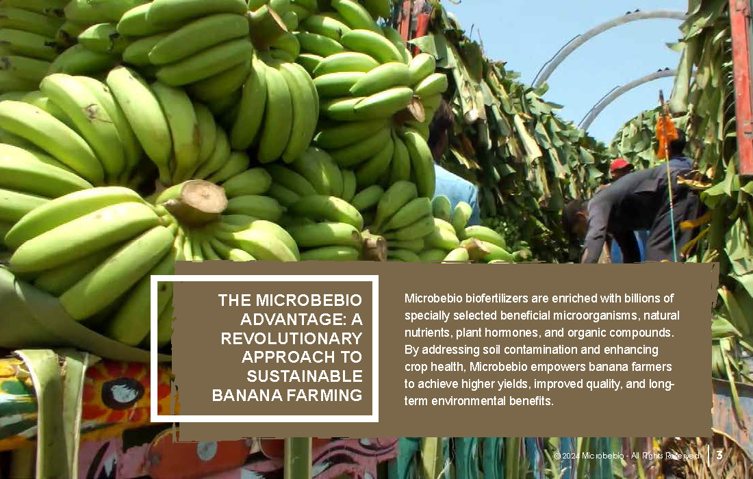 Rejuvenating Banana Farms in Vietnam and Southeast Asia with Microbebio_Page_3