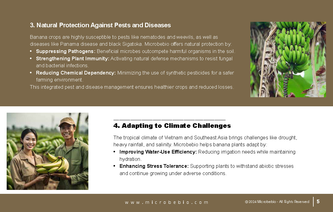 Rejuvenating Banana Farms in Vietnam and Southeast Asia with Microbebio_Page_5