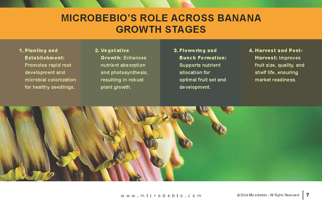 Rejuvenating Banana Farms in Vietnam and Southeast Asia with Microbebio_Page_7