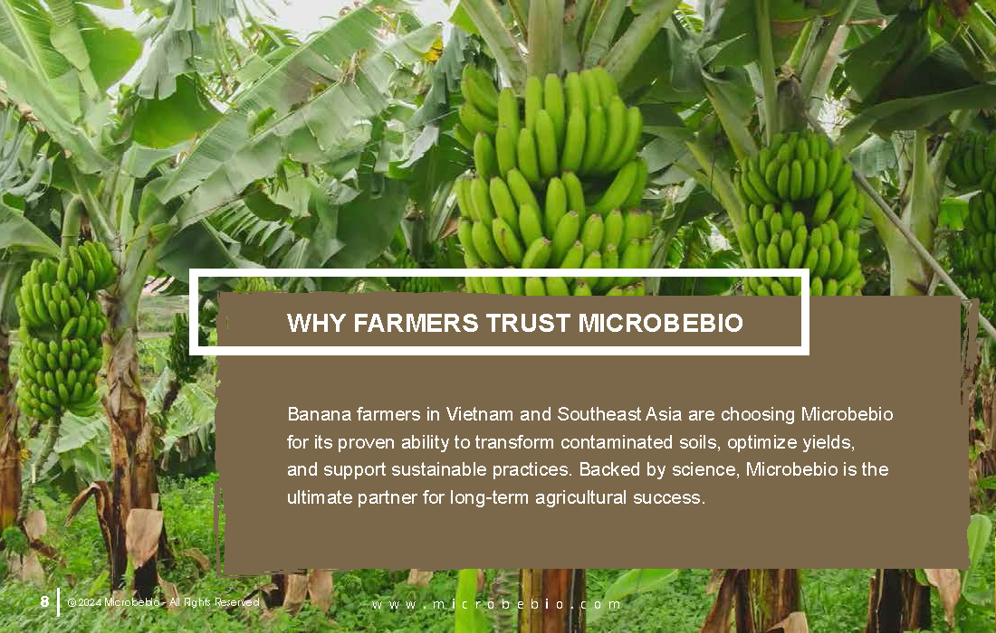 Rejuvenating Banana Farms in Vietnam and Southeast Asia with Microbebio_Page_8