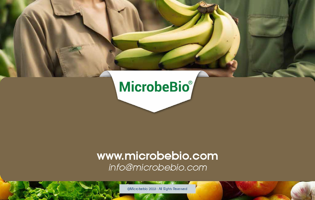 Rejuvenating Banana Farms in Vietnam and Southeast Asia with Microbebio_Page_9