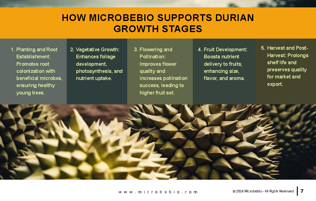 Revitalizing Durian Farms in Vietnam and Southeast Asia with Microbebio_Page_7