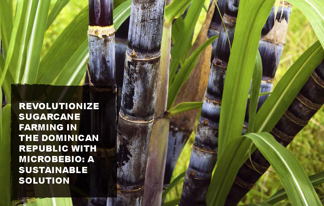 Revolutionize Sugarcane Farming in the Dominican Republic with Microbebio_Page_02