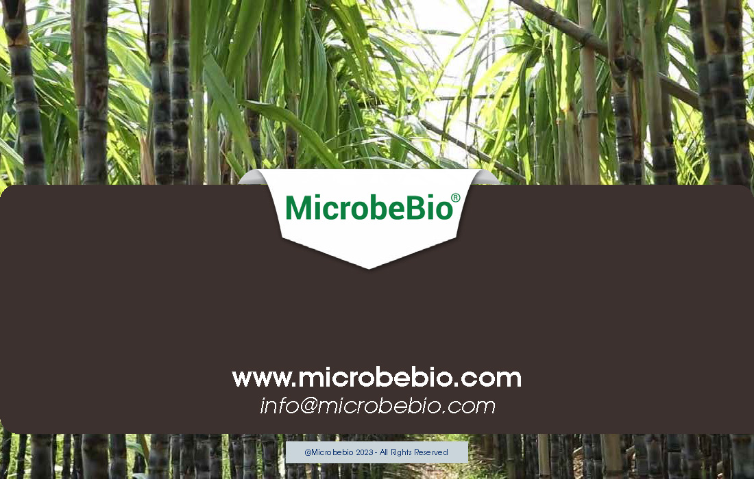 Revolutionize Sugarcane Farming in the Dominican Republic with Microbebio_Page_12