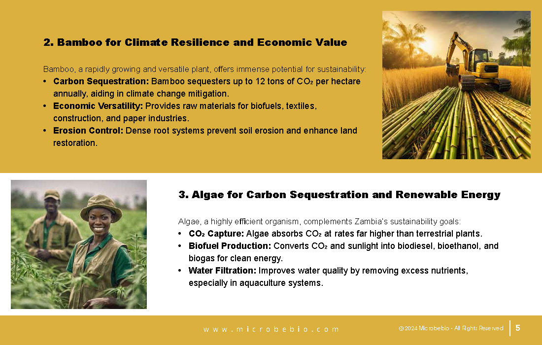 Revolutionizing Agriculture and Forestry in Zambia with Rice_Page_05