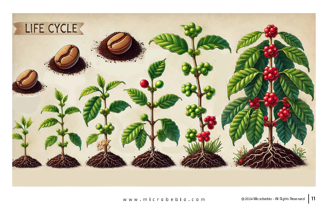 Revolutionizing Coffee Cultivation with Natural Solutions_Page_11