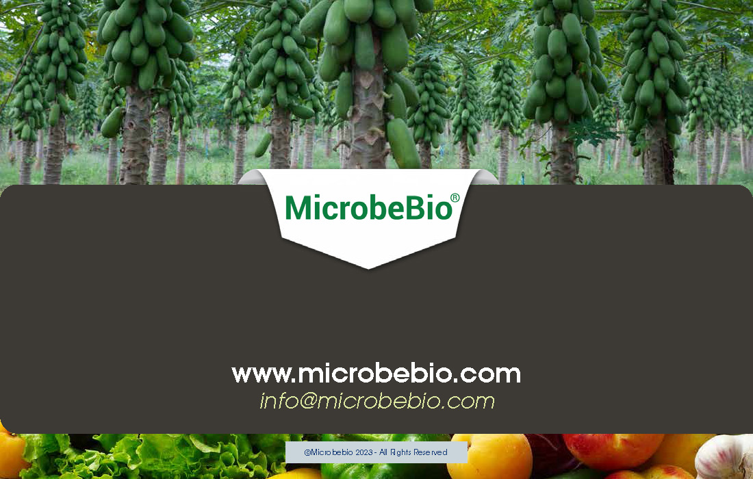 Revolutionizing Fruit Tree Farming in Vietnam and Southeast Asia with Microbebio_Page_9