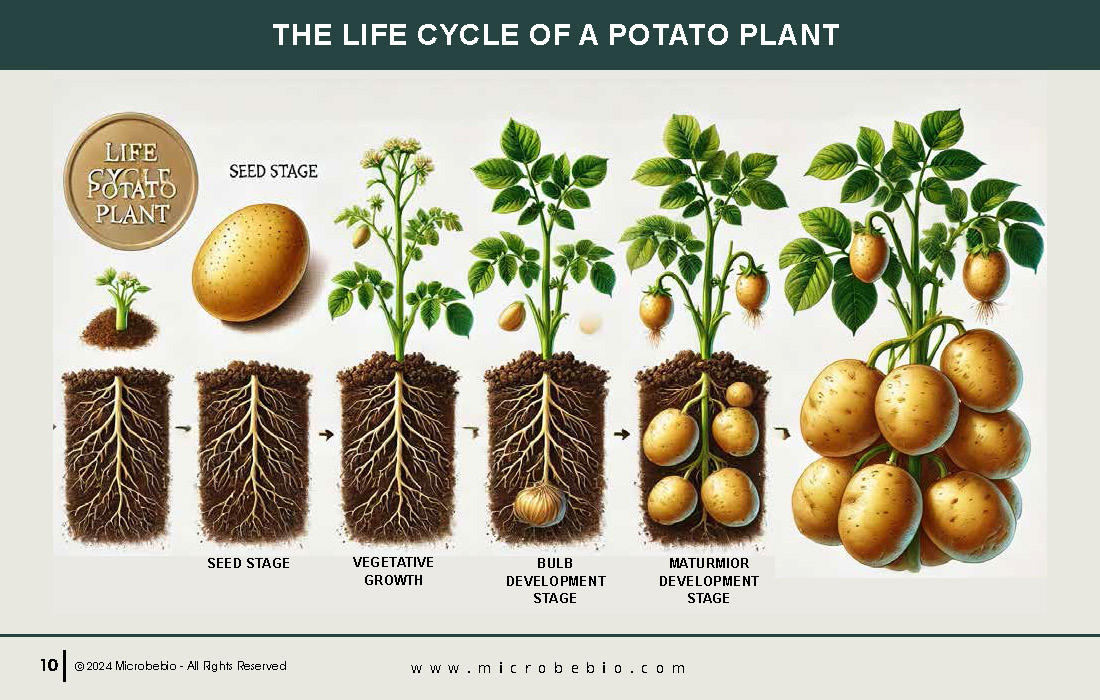 Revolutionizing Potato Farming in Africa with Sustainable and Scientific Solutions_Page_10