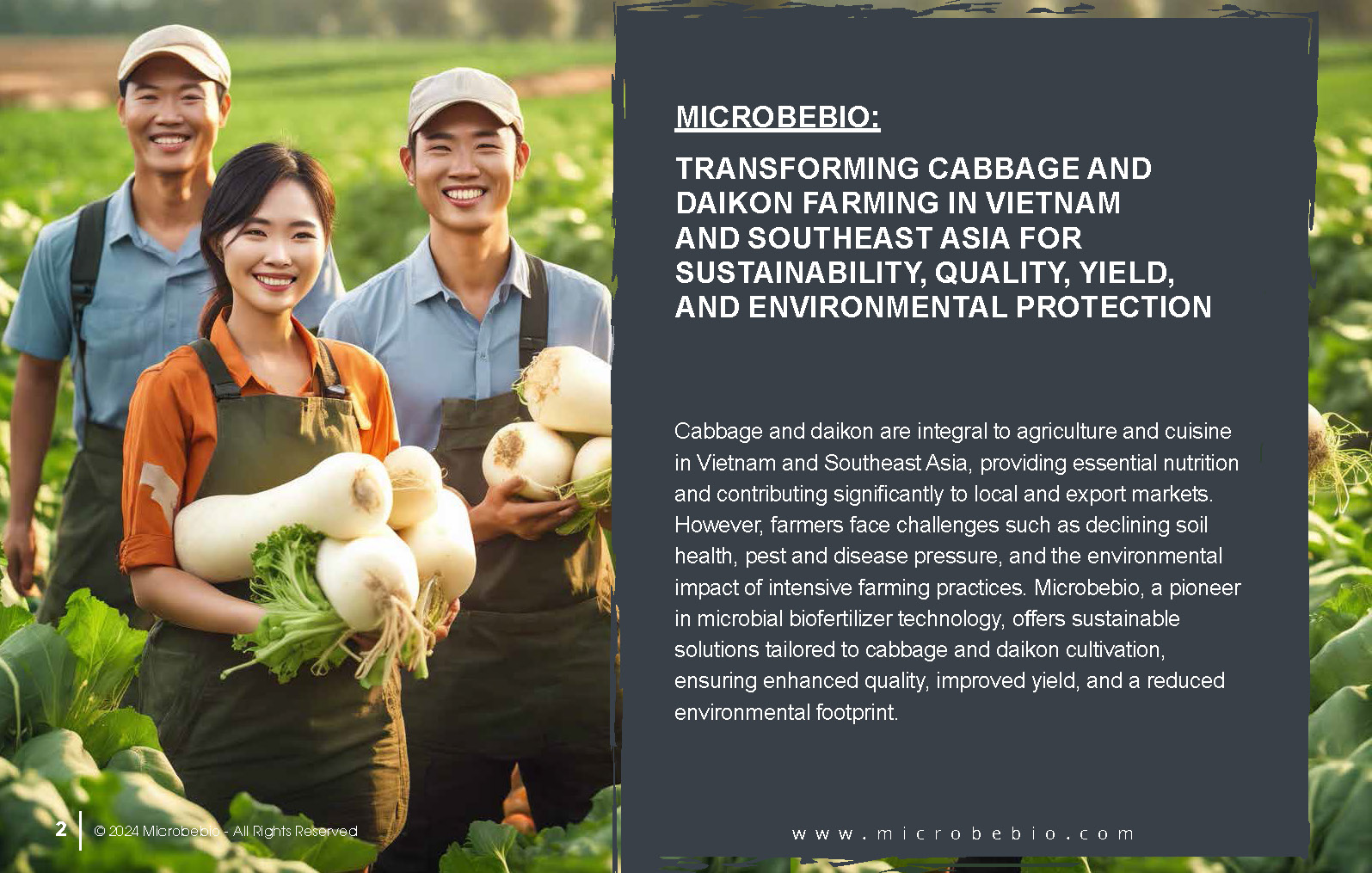 Transforming Cabbage and Daikon Farming in Vietnam and Southeast Asia for Sustainability_Page_02