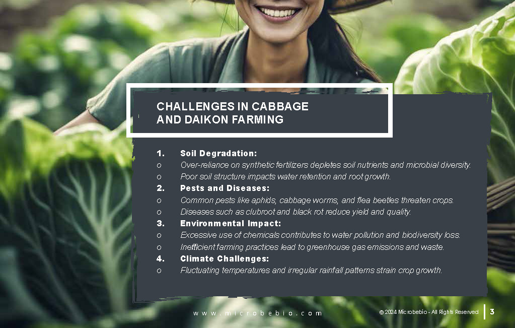 Transforming Cabbage and Daikon Farming in Vietnam and Southeast Asia for Sustainability_Page_03