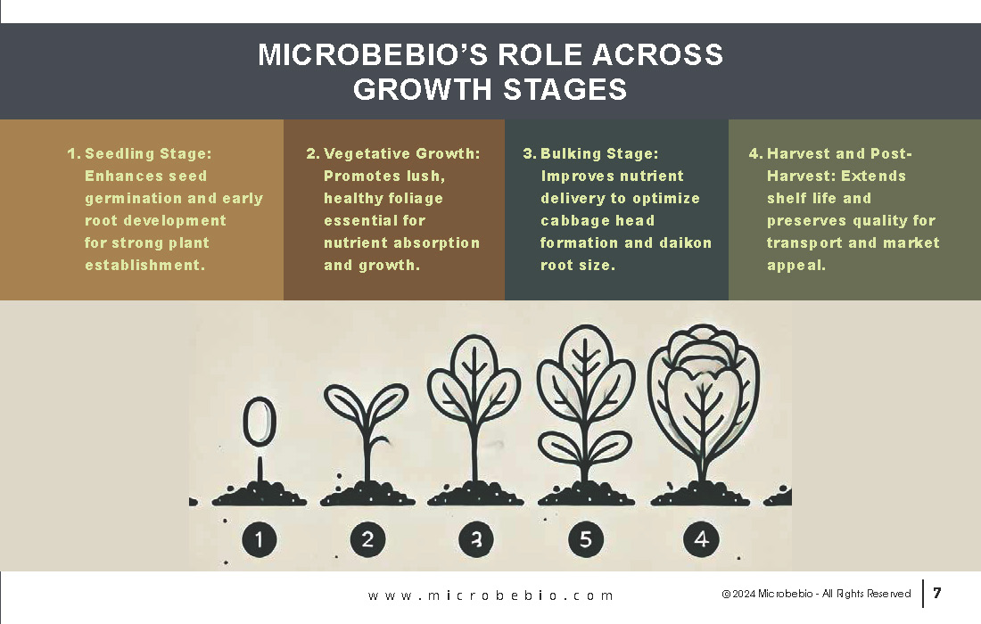 Transforming Cabbage and Daikon Farming in Vietnam and Southeast Asia for Sustainability_Page_07