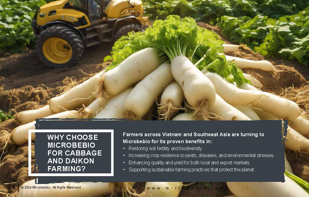 Transforming Cabbage and Daikon Farming in Vietnam and Southeast Asia for Sustainability_Page_08