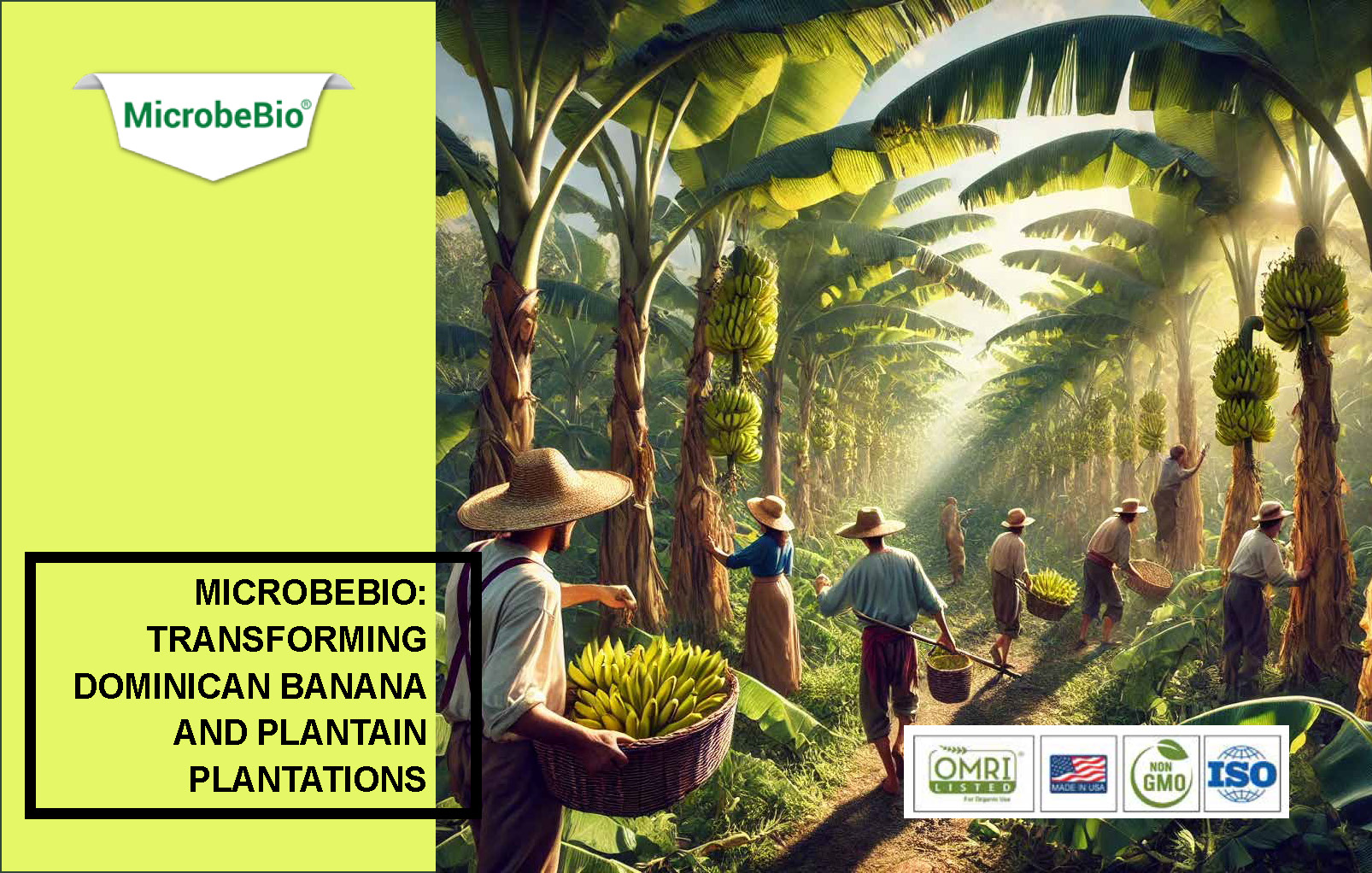 Transforming Dominican Banana and Plantain Plantations_Page_01