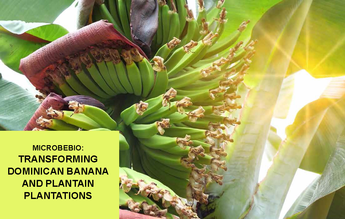 Transforming Dominican Banana and Plantain Plantations_Page_02