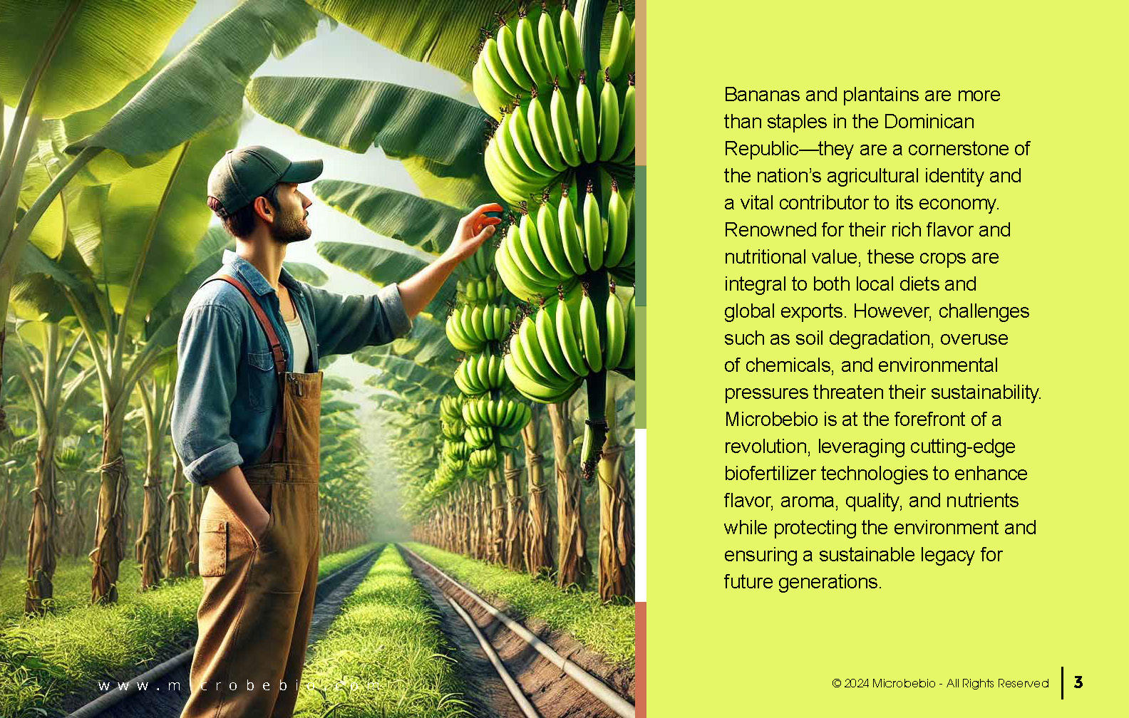 Transforming Dominican Banana and Plantain Plantations_Page_03