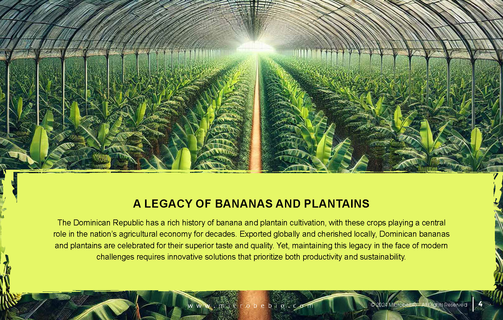 Transforming Dominican Banana and Plantain Plantations_Page_04
