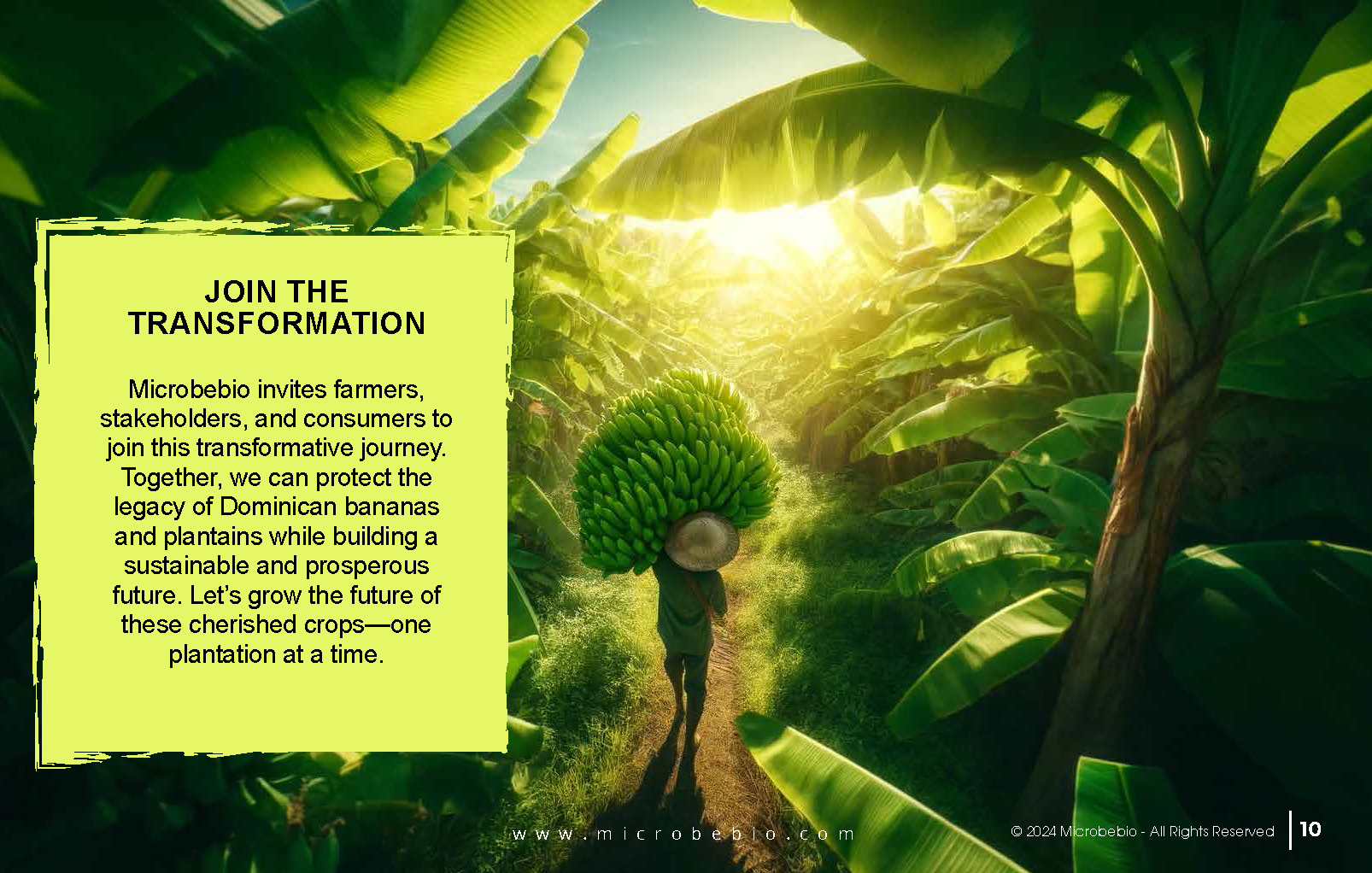 Transforming Dominican Banana and Plantain Plantations_Page_10