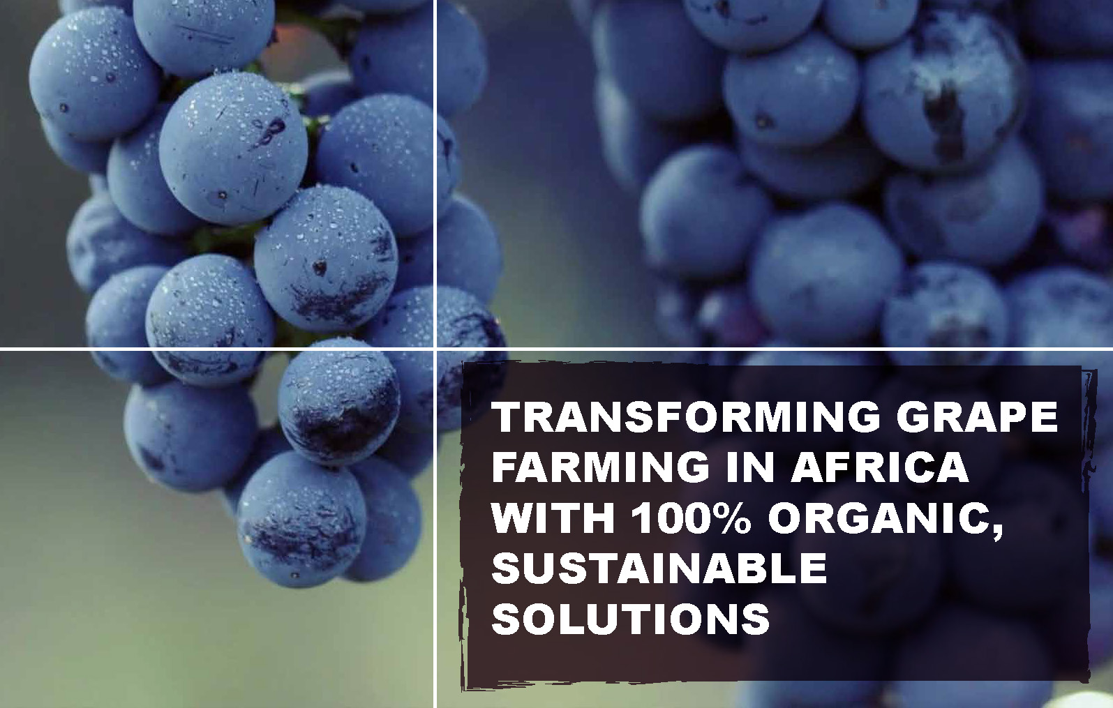 Transforming Grape Farming in Africa with 100 Organic, Sustainable Solutions - 12 16 24_Page_02