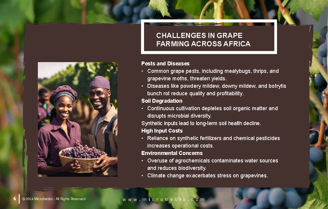 Transforming Grape Farming in Africa with 100 Organic, Sustainable Solutions - 12 16 24_Page_04