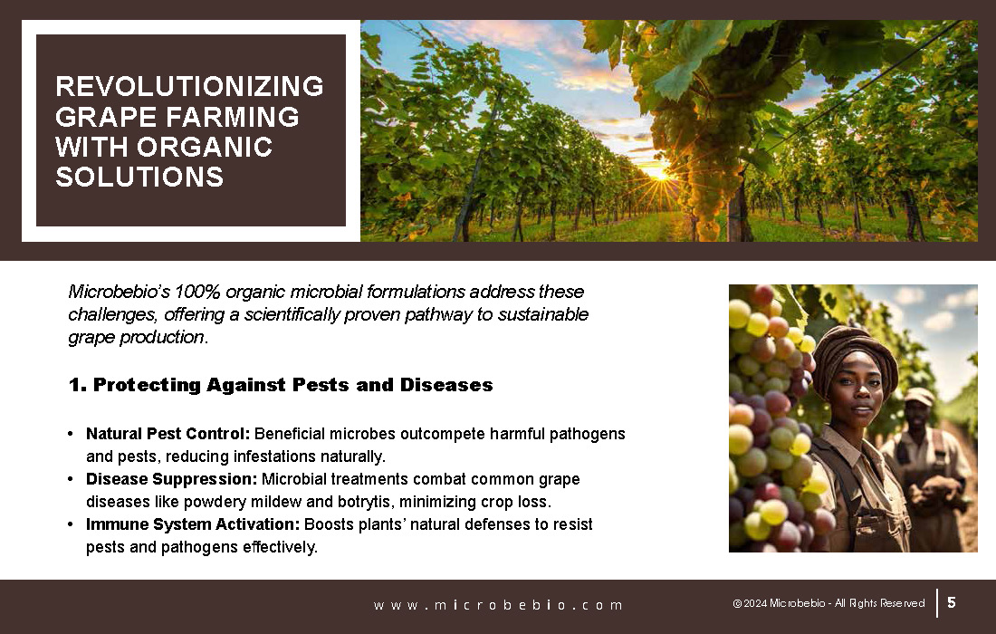 Transforming Grape Farming in Africa with 100 Organic, Sustainable Solutions - 12 16 24_Page_05