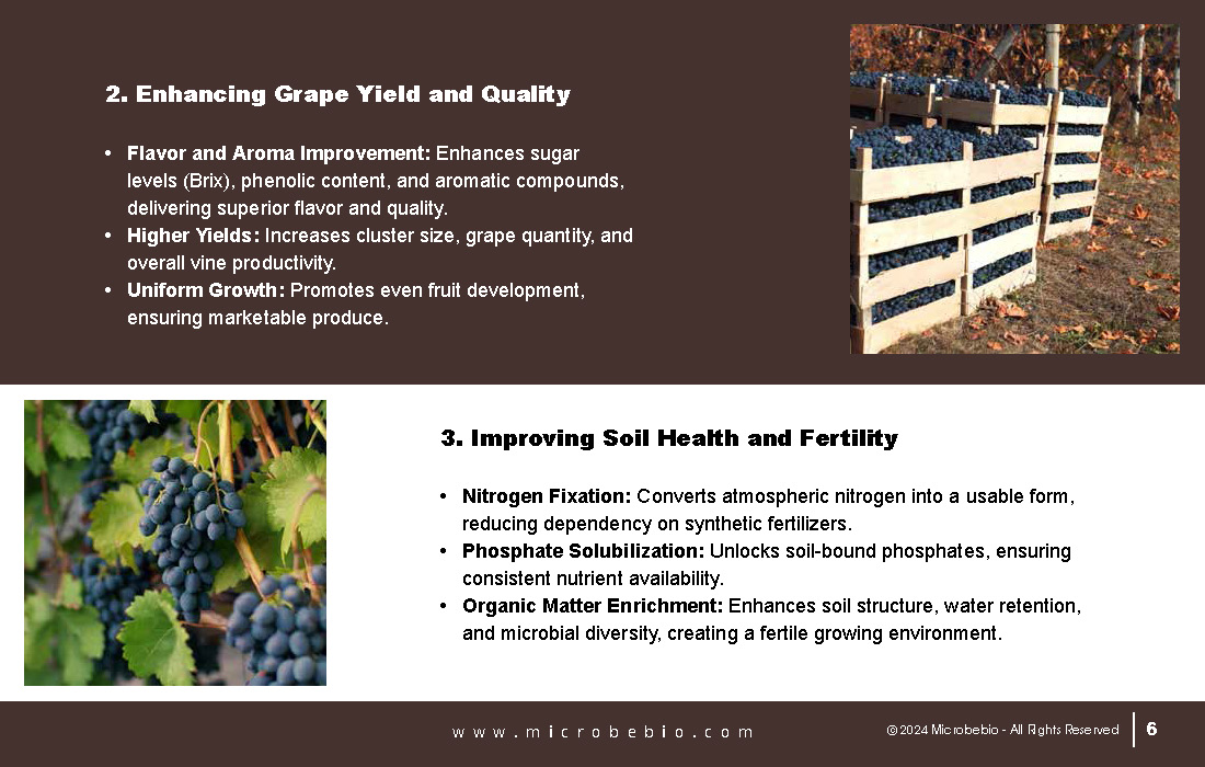 Transforming Grape Farming in Africa with 100 Organic, Sustainable Solutions - 12 16 24_Page_06