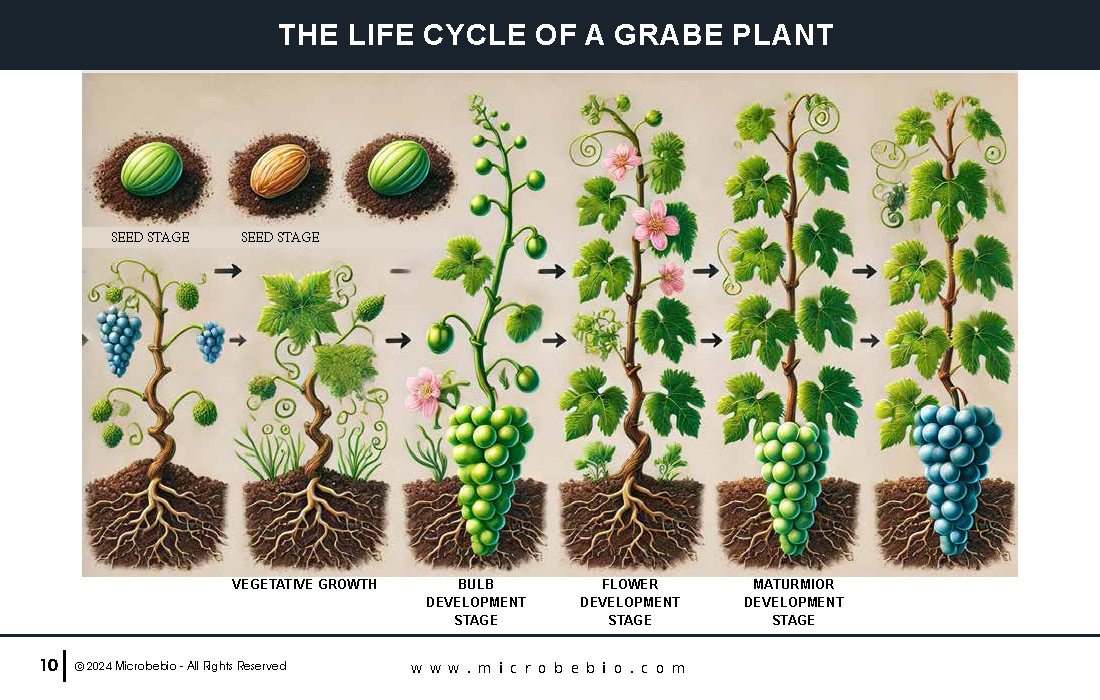 Transforming Grape Farming in Africa with 100 Organic, Sustainable Solutions - 12 16 24_Page_10