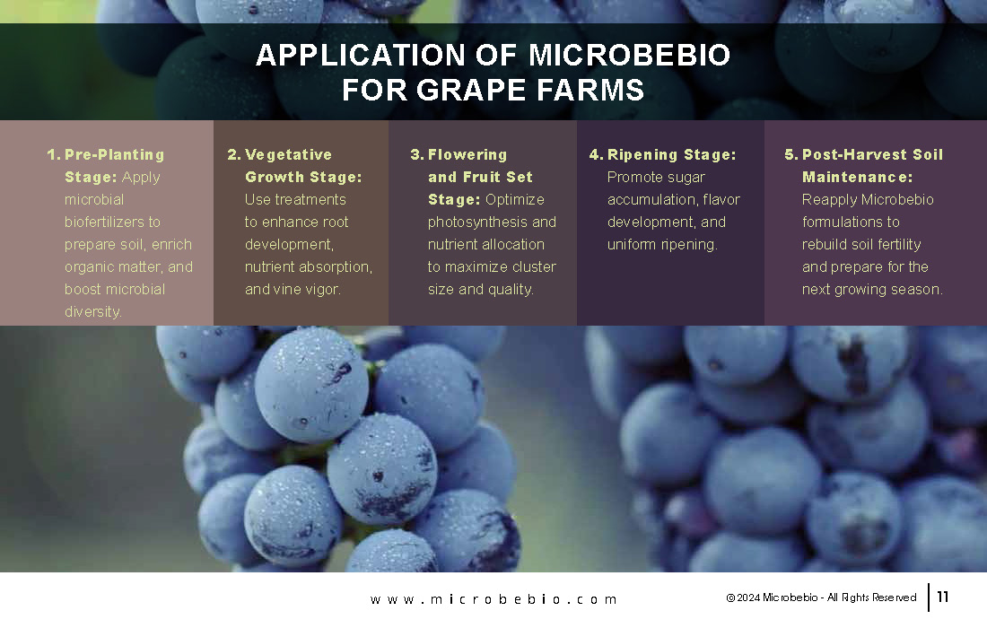 Transforming Grape Farming in Africa with 100 Organic, Sustainable Solutions - 12 16 24_Page_11