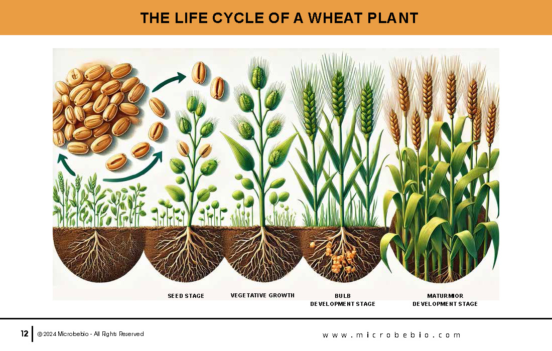 Transforming Soil Remediation and Wheat Farming in Africa for a Sustainable Future_Page_12