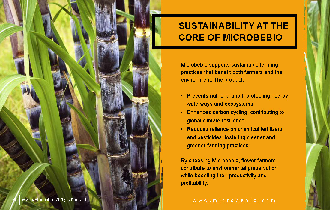 Transforming Sugarcane and Pineapple Farming in Vietnam and Southeast Asia with Microbebio_Page_6
