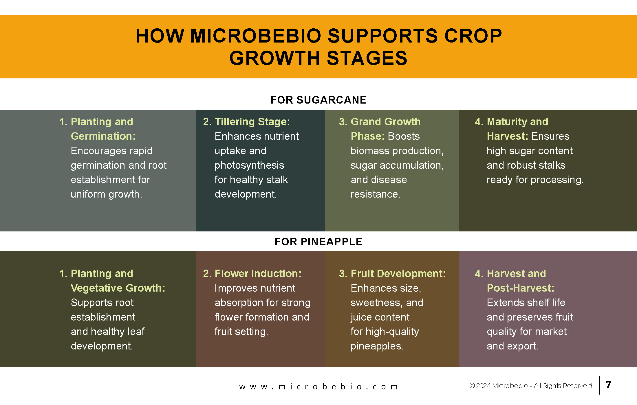 Transforming Sugarcane and Pineapple Farming in Vietnam and Southeast Asia with Microbebio_Page_7