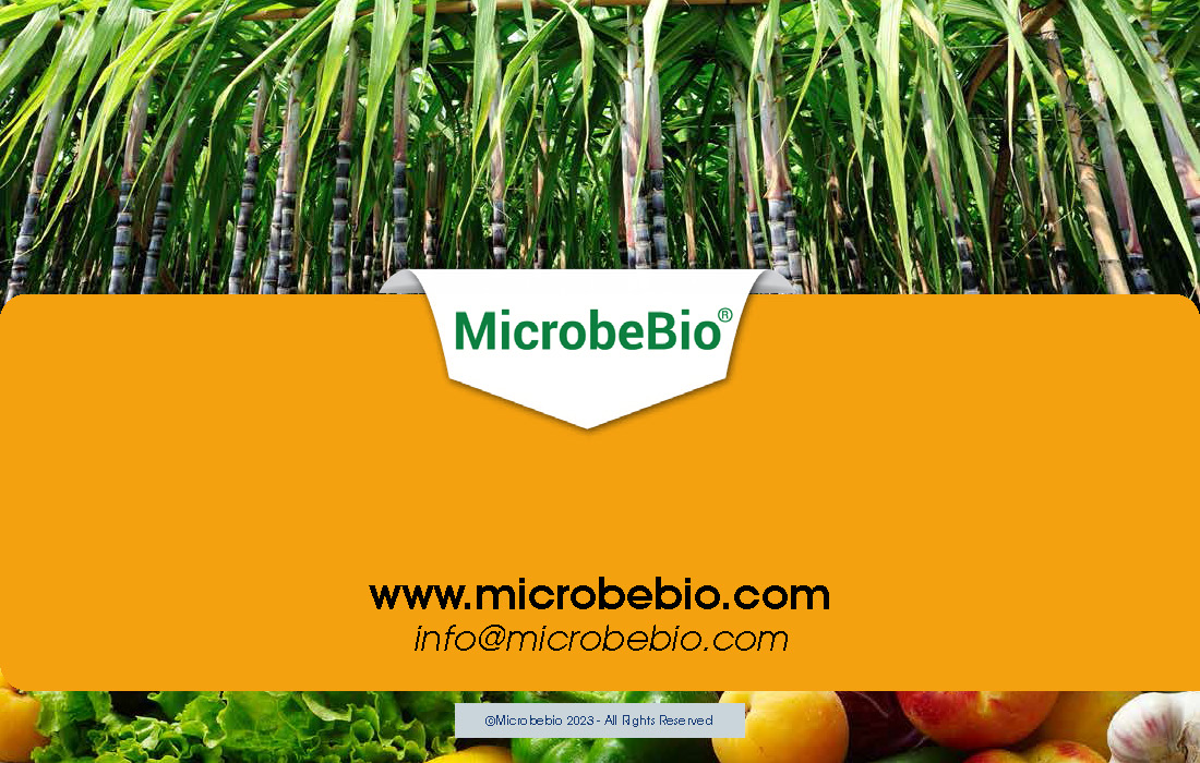 Transforming Sugarcane and Pineapple Farming in Vietnam and Southeast Asia with Microbebio_Page_9