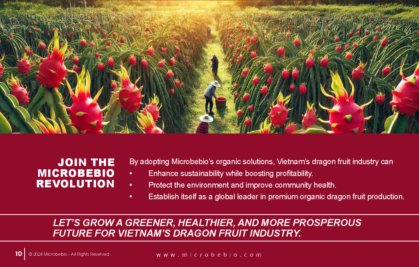 Transforming Vietnam Dragon Fruit Industry with 100 Organic Solutions_Page_10