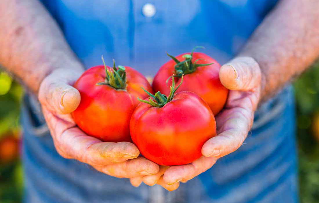 Transforming Vietnam Tomato Industry with 100 Organic Solutions _Page_02